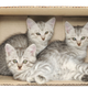 Illustration for article titled Adorable Kittens Not-So-Adorably Shipped in the Mail